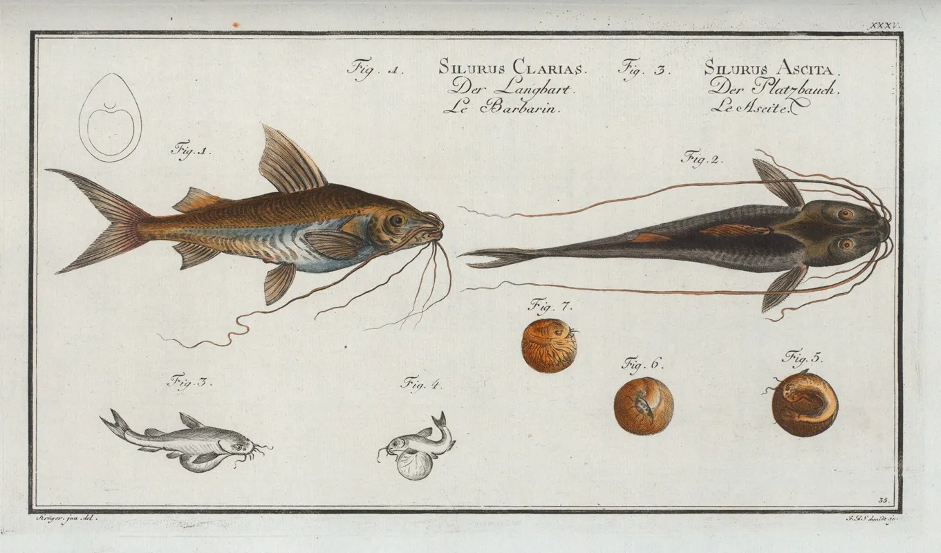 1 Silurus Clarias The Longbearded 3 Silurus Ascita The Crack Belly by Marcus Elieser Bloch - Canvas Print