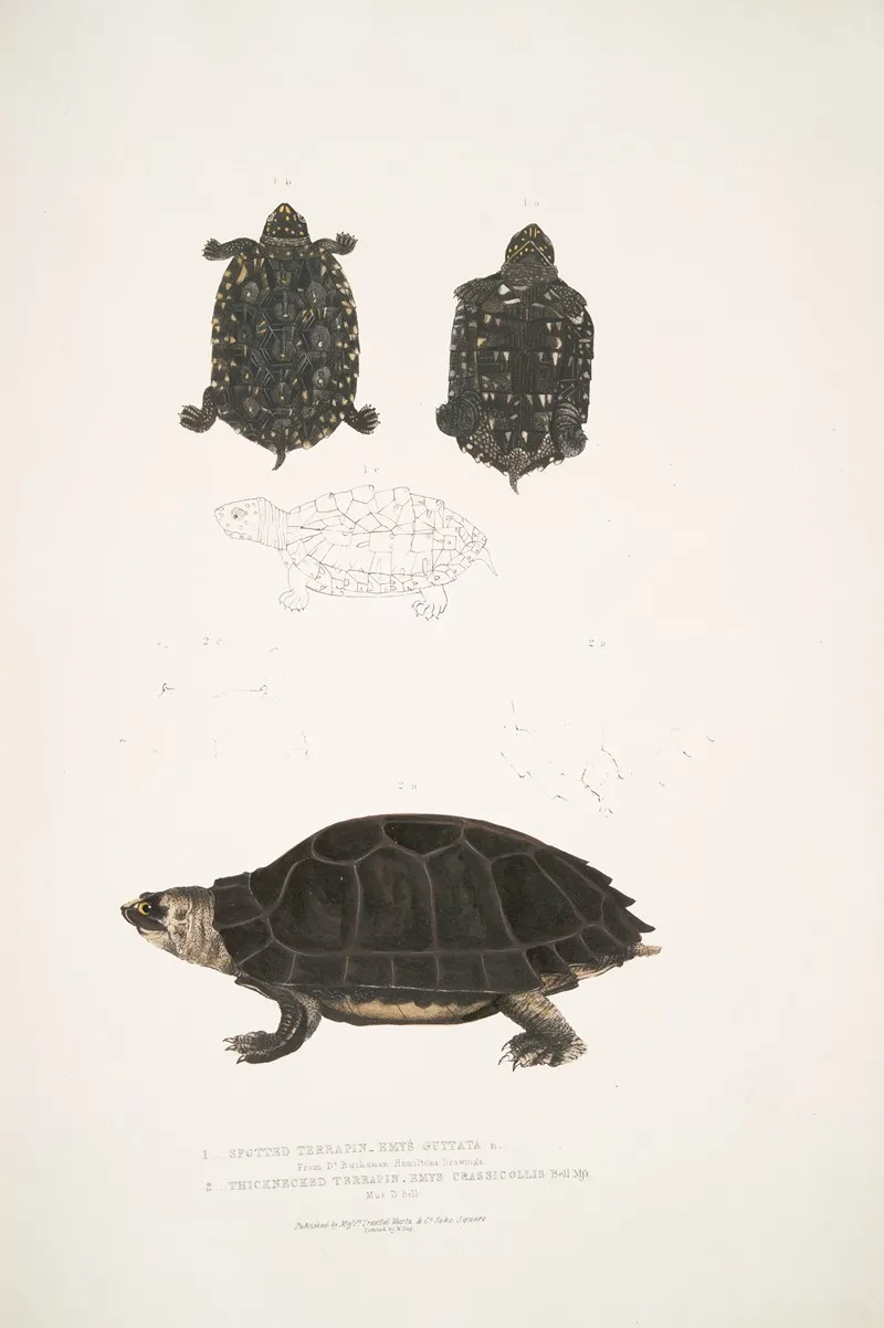 1 Spotted Terrapin Emys Guttata Emys Hamiltonii 2 Thicknecked Terrapin Emys Crassicollis