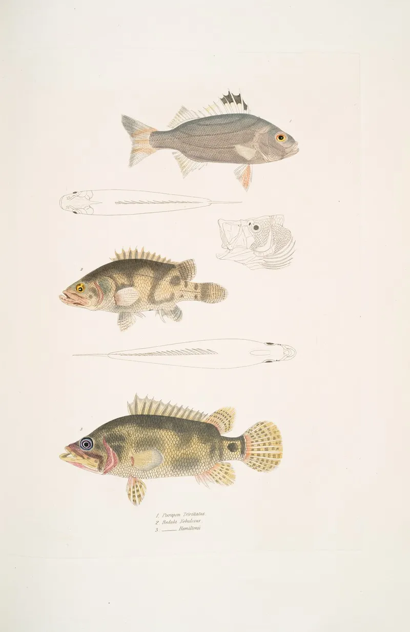 1 Three Banded Pterapon Pterapon Trivittatus 2 Clouded Bedula Bedula Nebulosus 3 Dr Hamiltons Bedula Bedula Hamiltonii