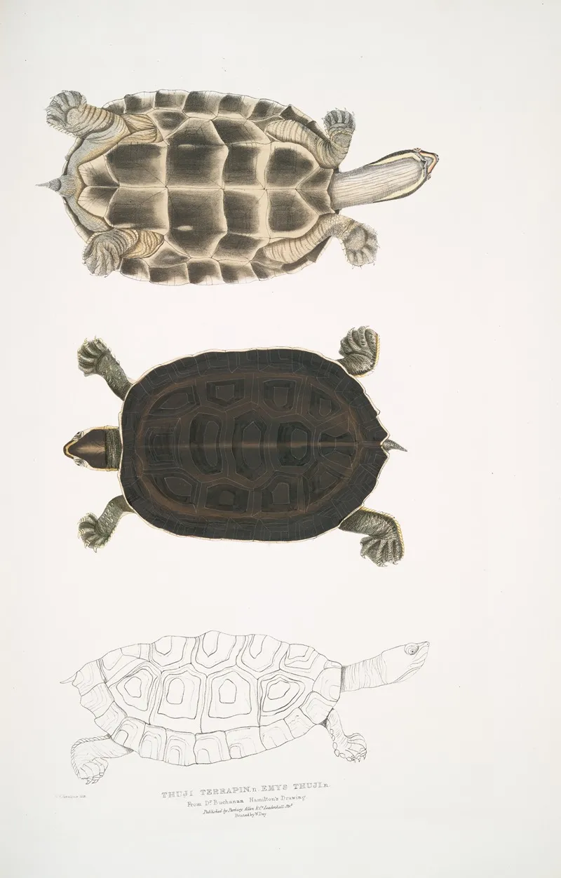1 Thugi Terrapin Emys Thugi