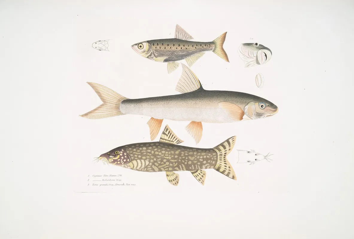1 Tileo Carp Cyprinus Tileo 2 Richardsons Carp Cyprinus Richardsonii 3 Beautiful Loach Botia Grandis