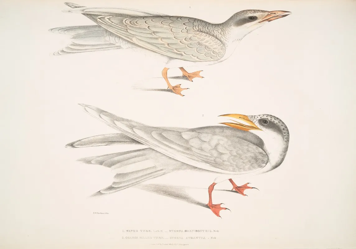 1 Waved Tern Sterna Brevirostris 2 Orange Billed Tern Sterna Aurantia
