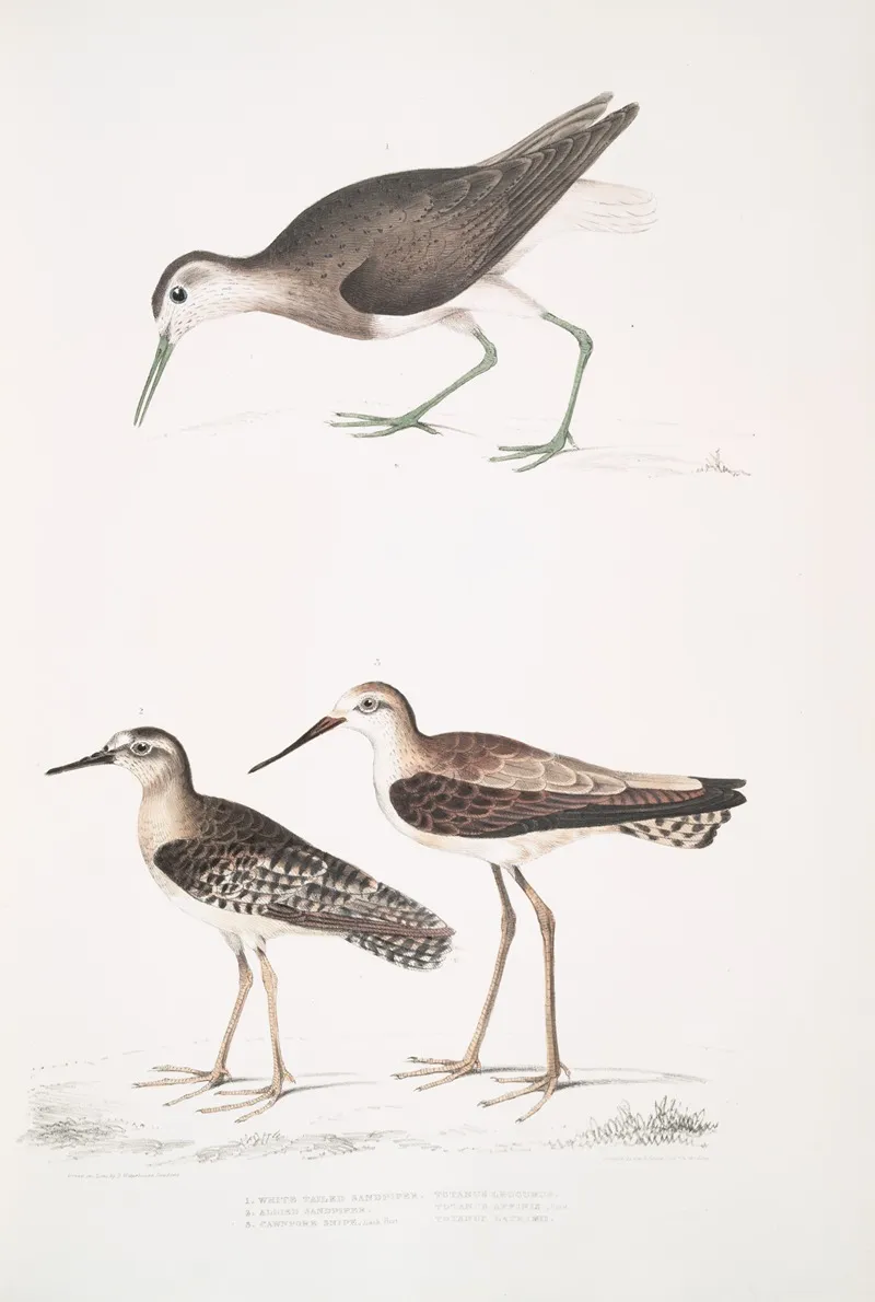 1 White Tailed Sandpiper Totanus Leucurus 2 Allied Sandpiper Totanus Affinis 3 Cawnpore Snipe Totanus Lathami