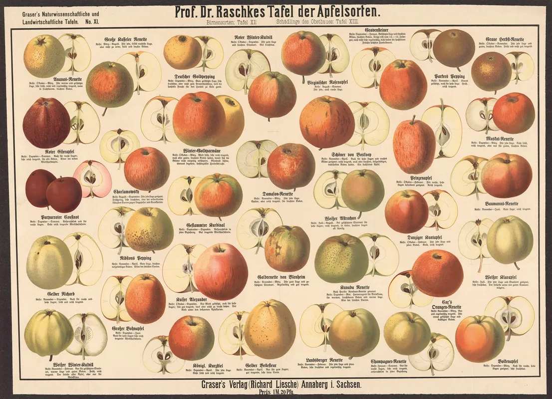 11 Apple Varieties by E. Schiewick - Canvas Print