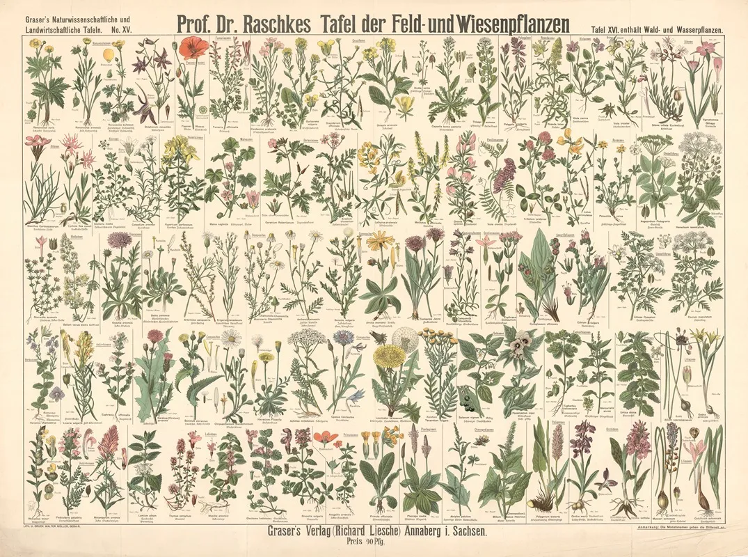 15 Field And Meadow Plants by E. Schiewick - Canvas Print