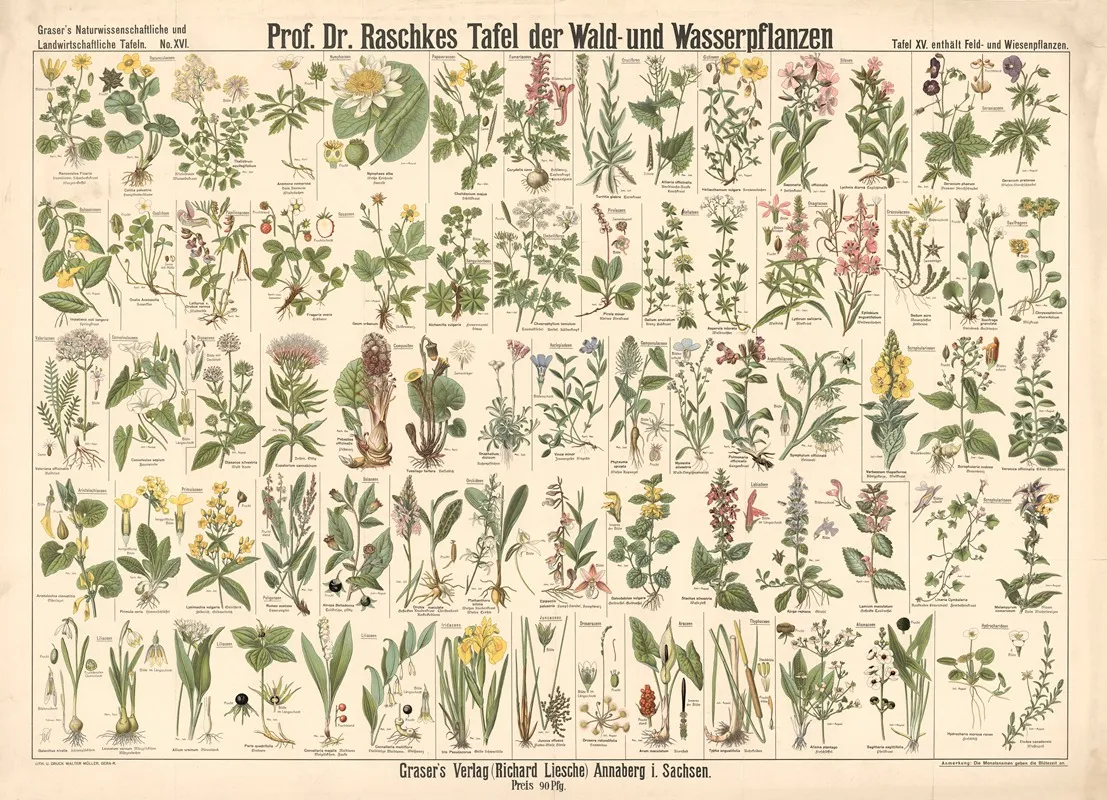 16 Forest And Aquatic Plants by E. Schiewick - Canvas Print