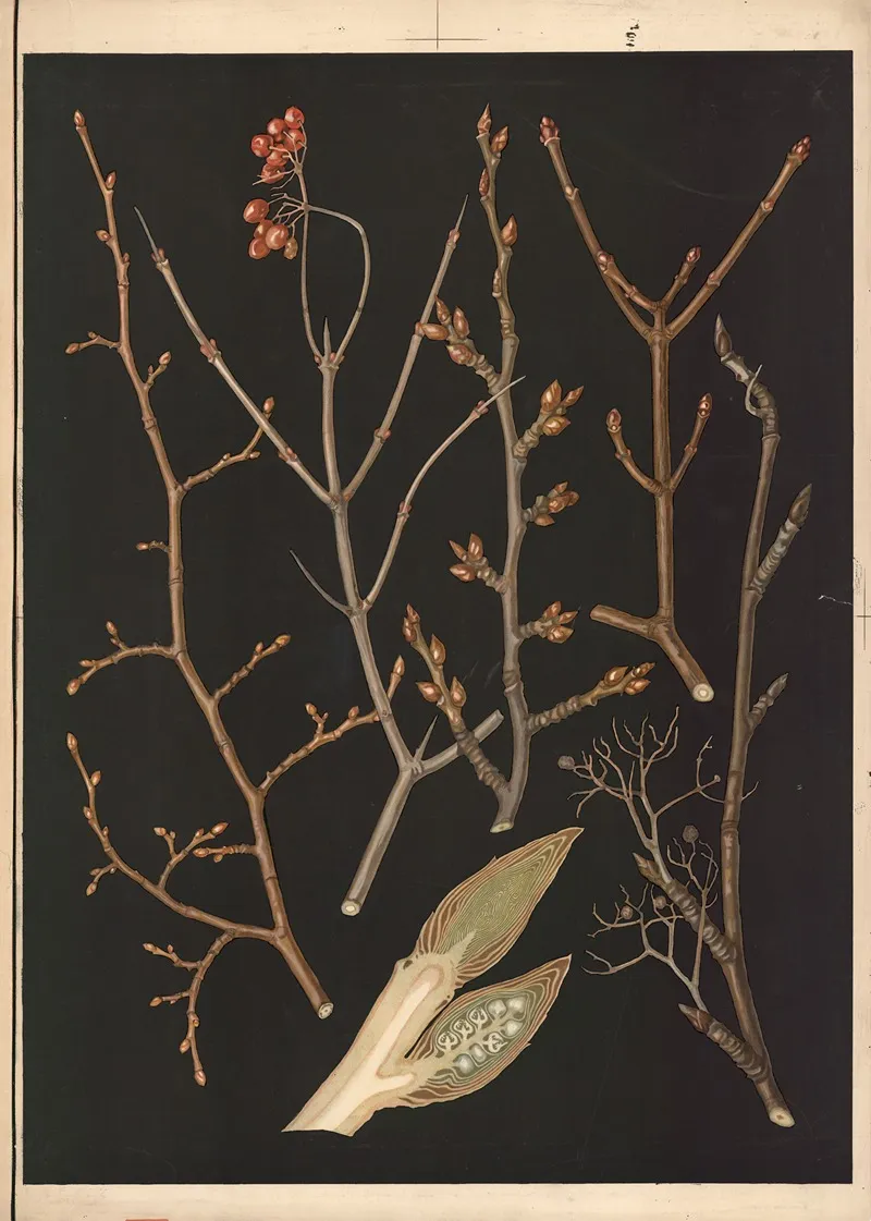 20 Trees And Shrubs During Winter by Ebba Masalin - Canvas Print