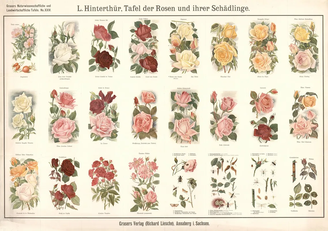 24 Roses And Pests by E. Schiewick - Canvas Print