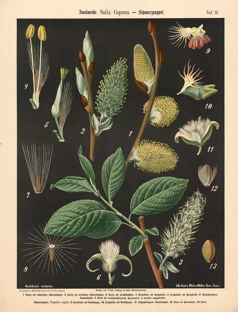 631 Saalweide Salix Capraea