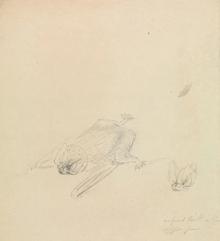 A Barbastelle Bat