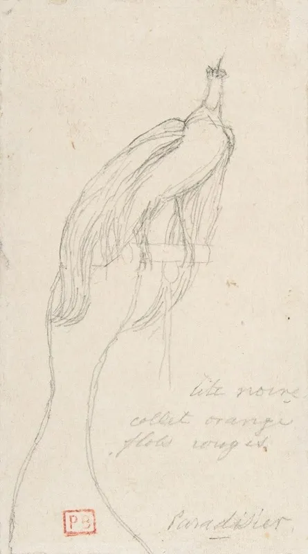 A Bird Of Paradise