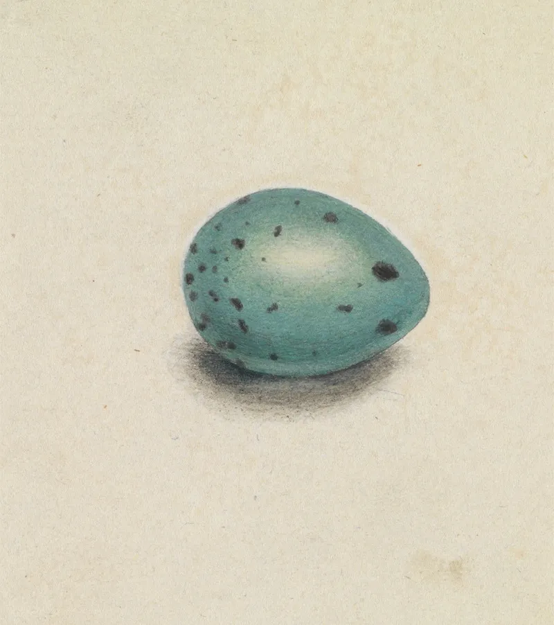 A Birds Egg