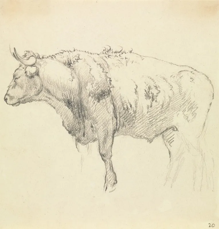 A Bull