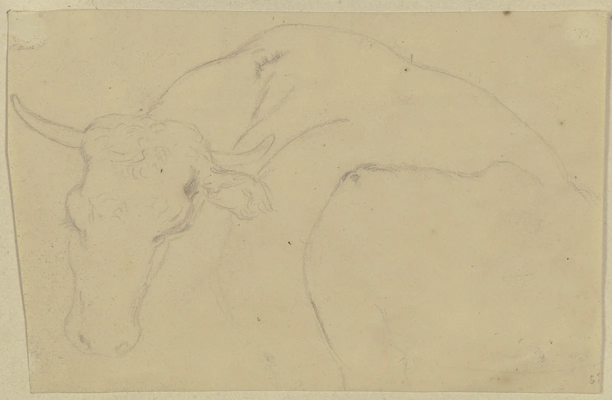 A Cattle
