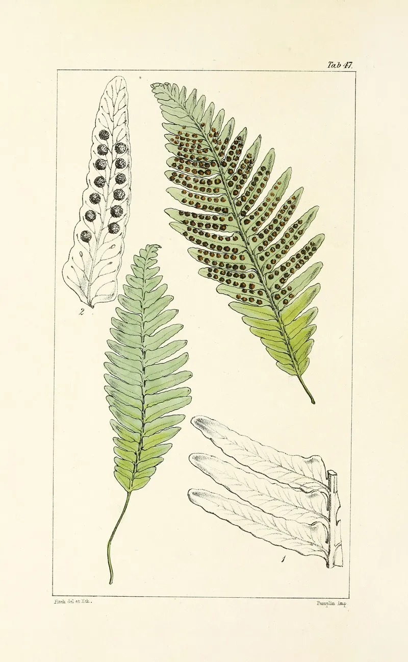 A Century Of Ferns Pl 45