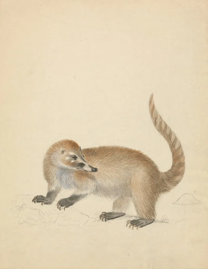 A Coatimundi