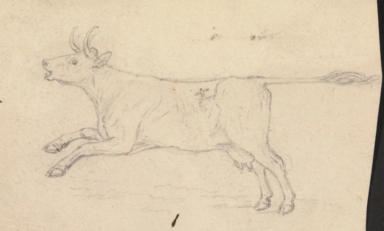 A Cow
