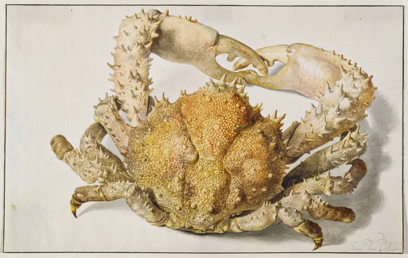 A Crab