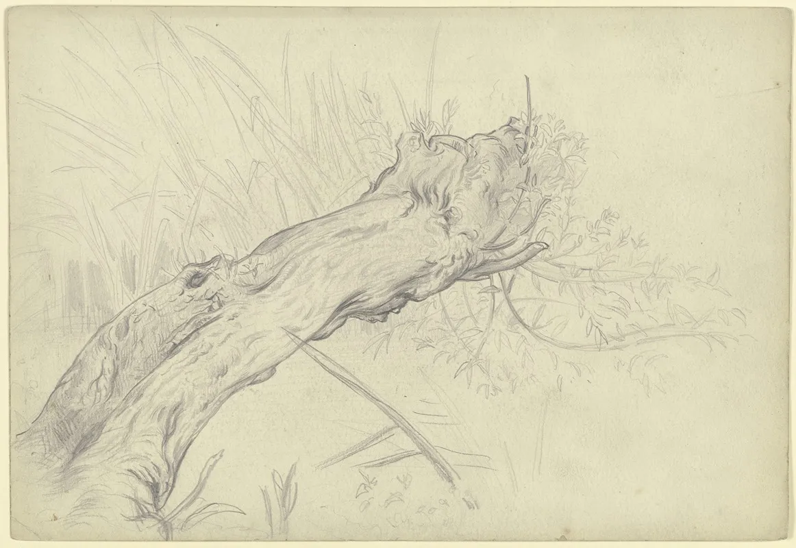 A Crooked Willow Tree