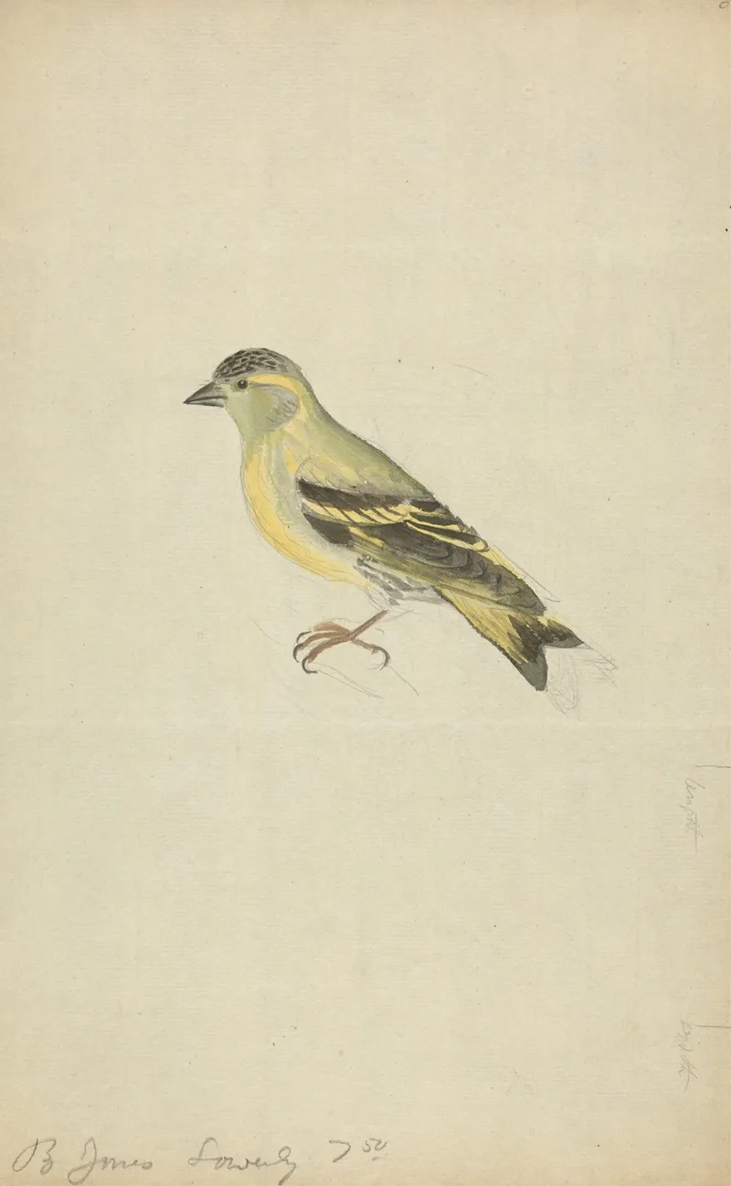 A Finch
