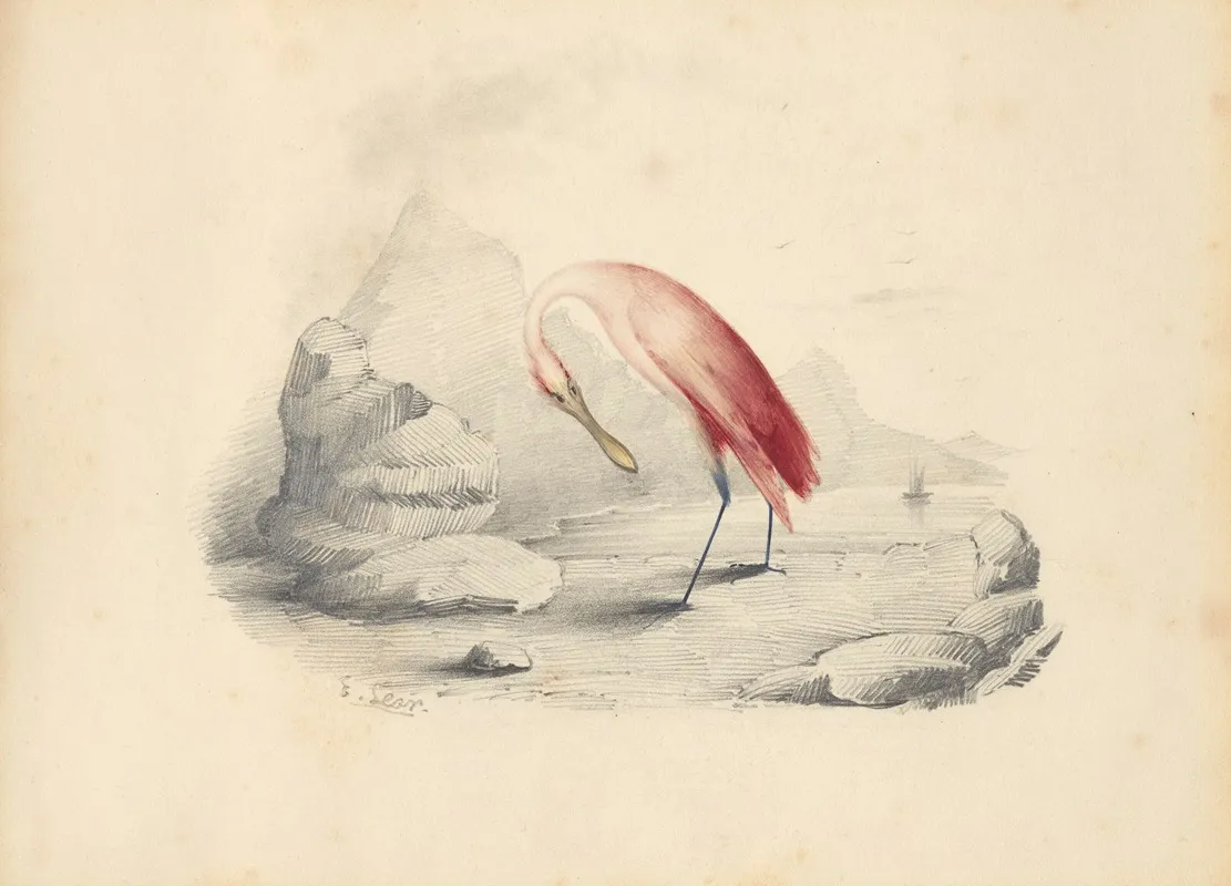 A Flamingo
