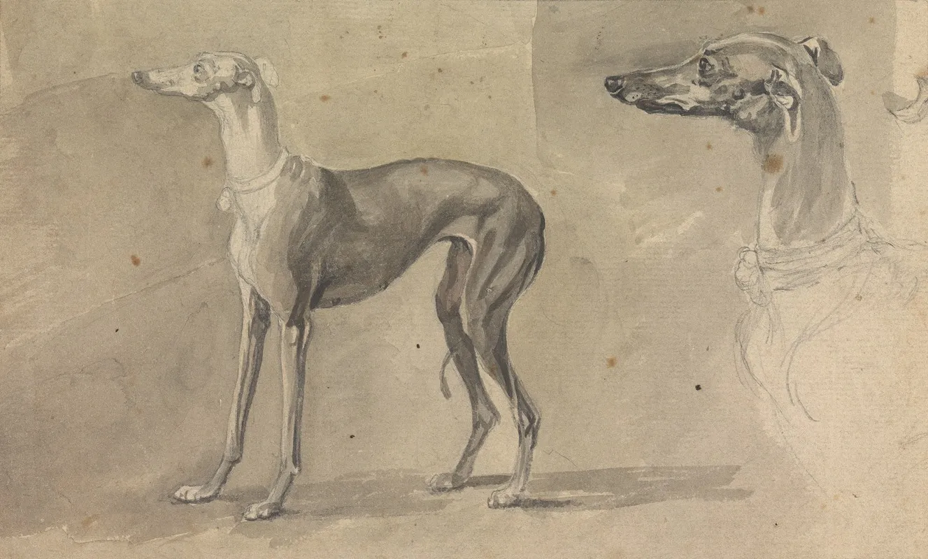 A Greyhound