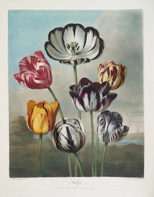 A Group Of Tulips by Robert John Thornton - Canvas Print