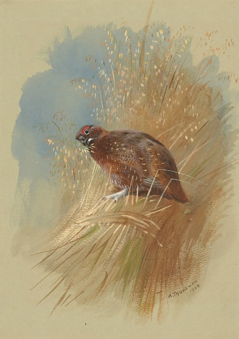 A Grouse Nestled In Grassland by Archibald Thorburn - Canvas Print