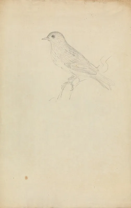 A Hedge Sparrow