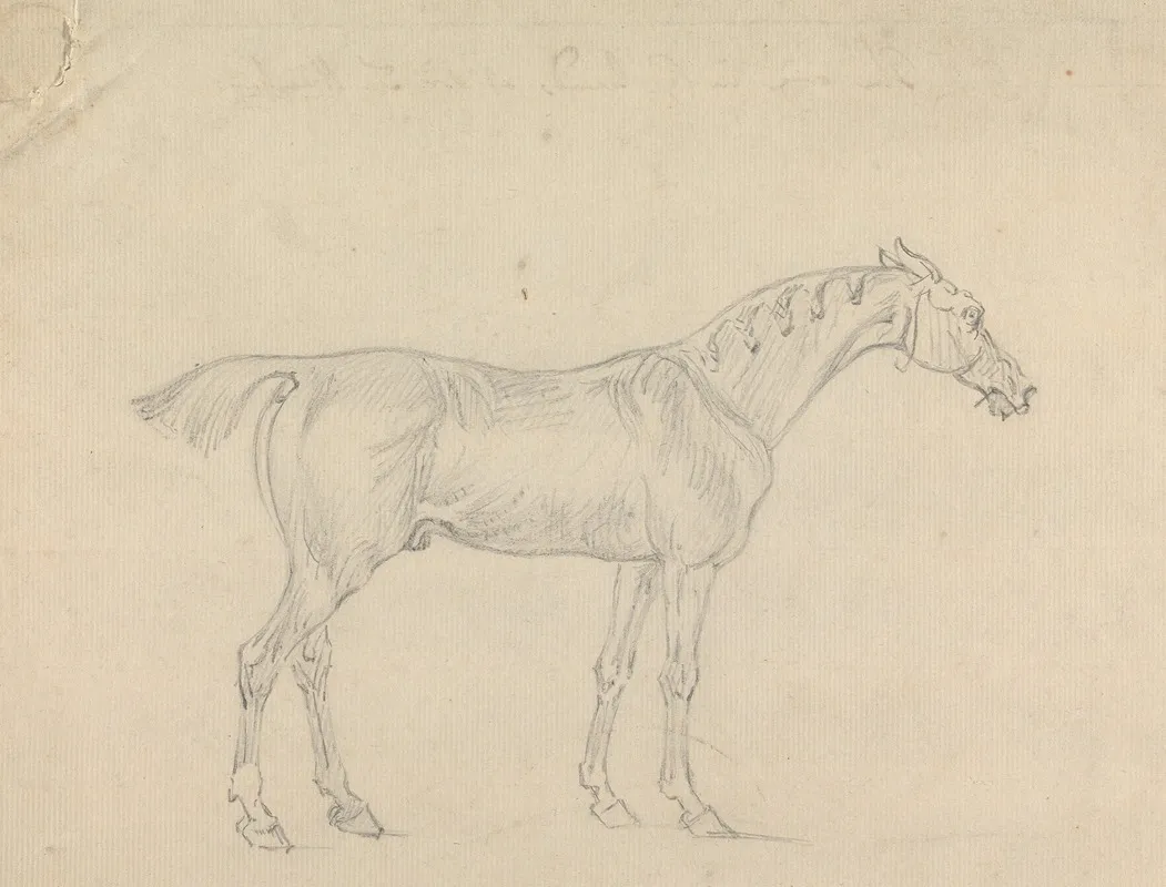 A Horse