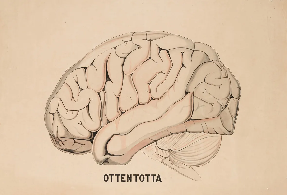 A Hottentot Brain