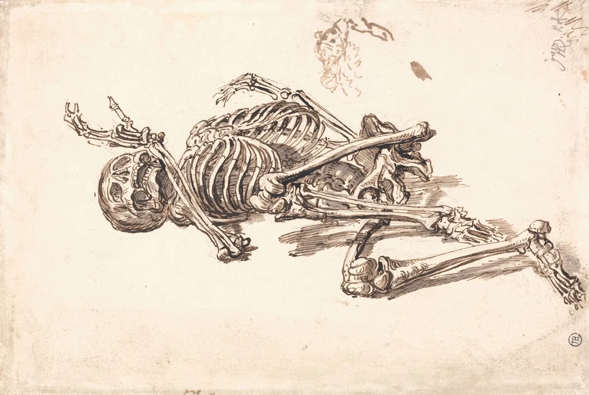 A Human Skeleton