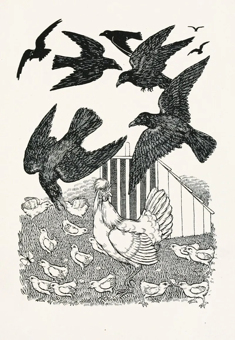 A Hundred Anecdotes Of Animals Pl 029