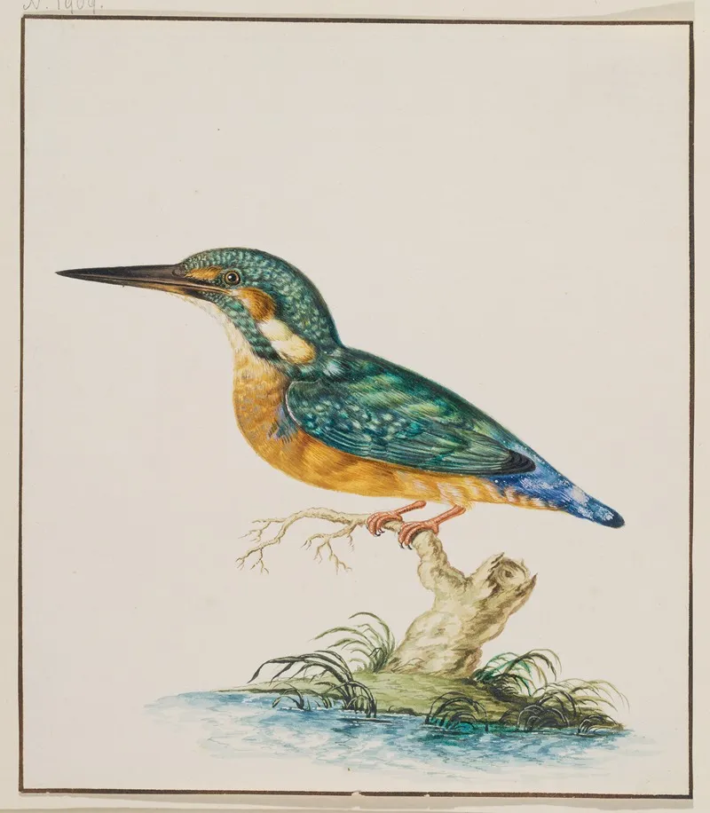A Kingfisher 2