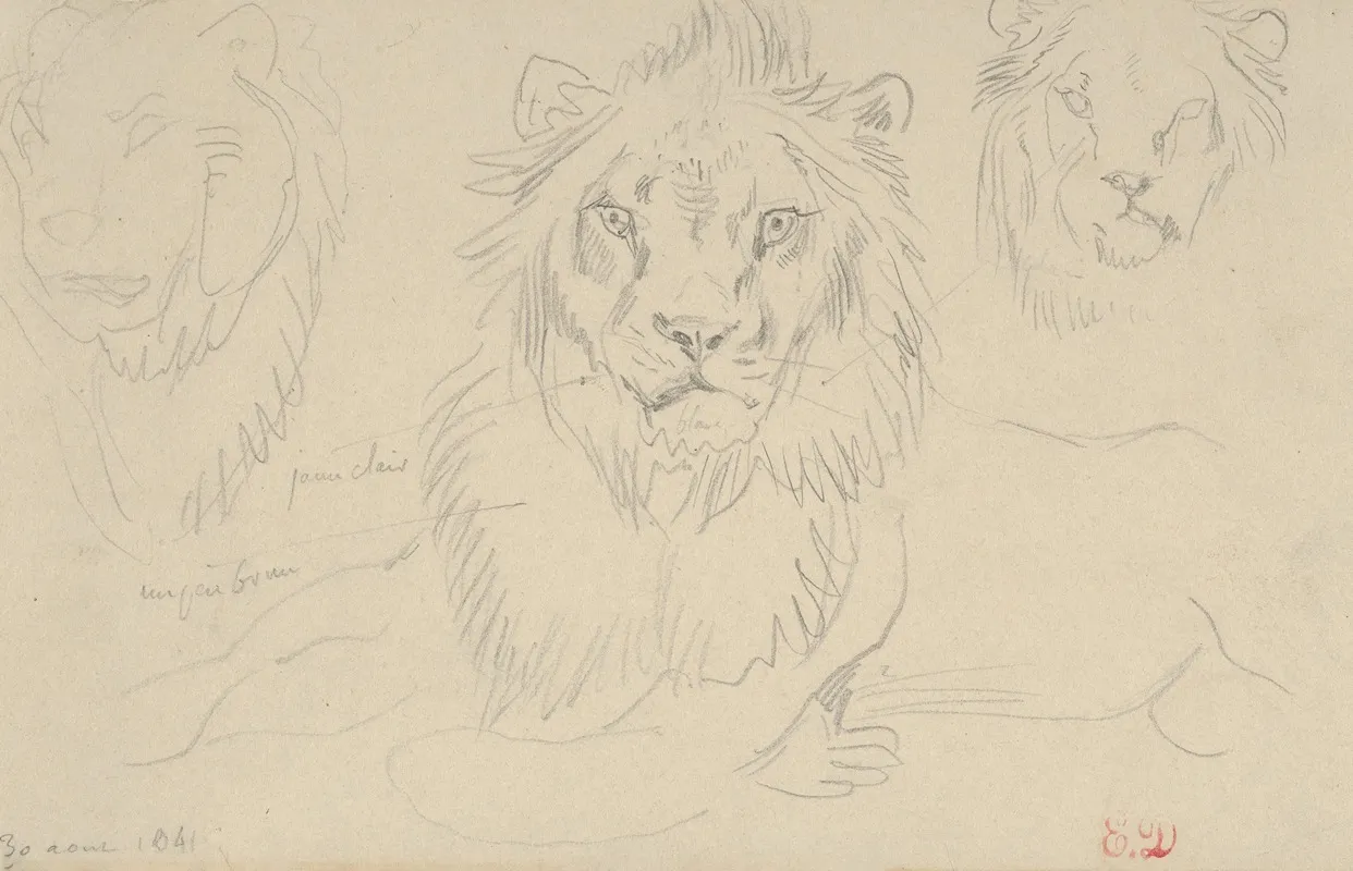 A Lion Full Face