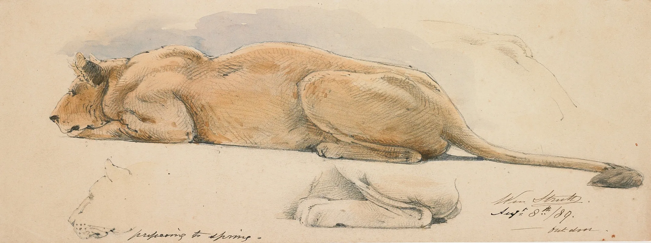 A Lioness Preparing To Spring