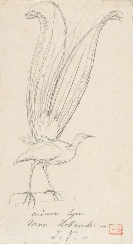 A Lyre Bird
