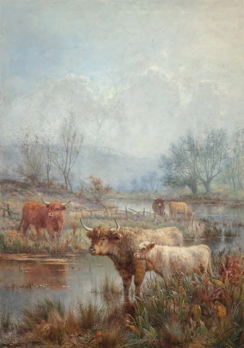 A Misty Morning Scotch Cattle
