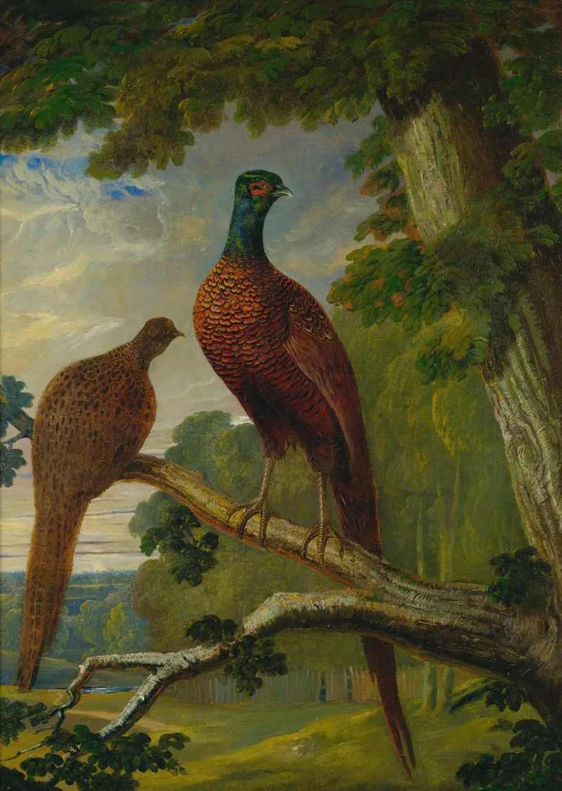 A Pheasant Cock And Hen