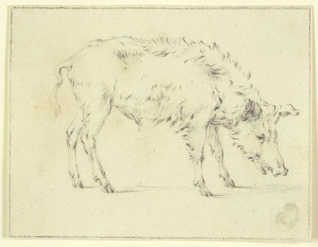 A Pig To The Right by Paulus Potter - Canvas Print