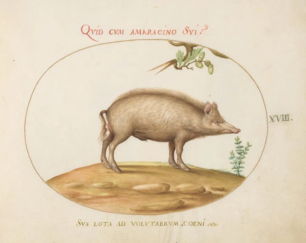 A Pig With Acorns