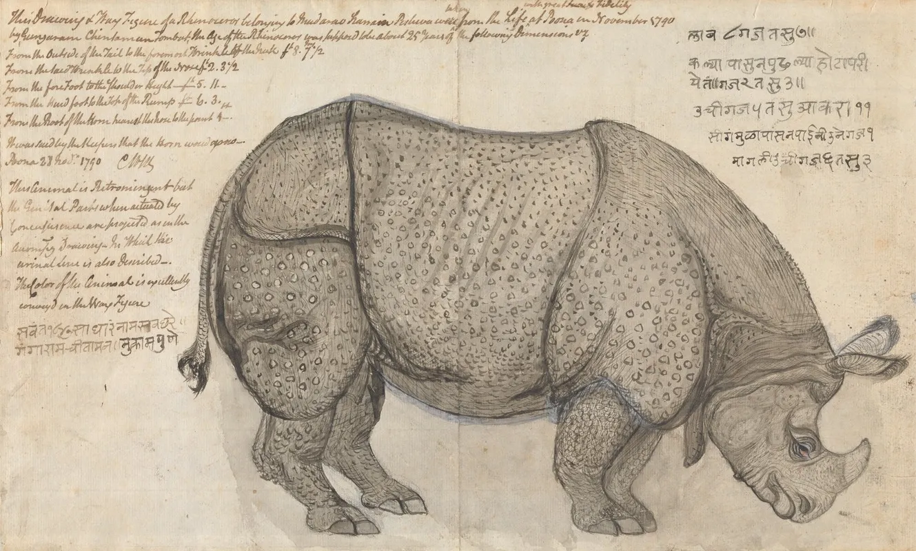 A Rhinoceros In The Pashwas Menagerie At Poona