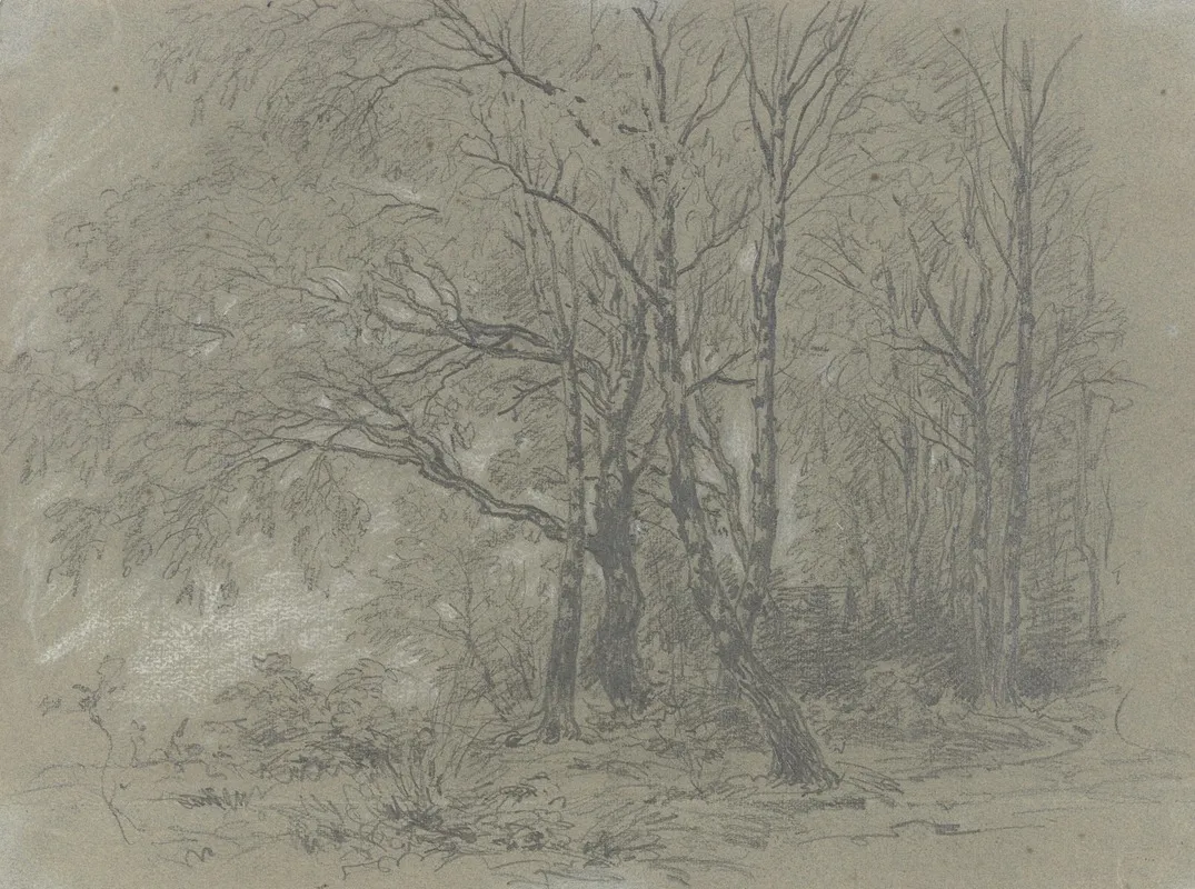 A Sapling Birch Grove