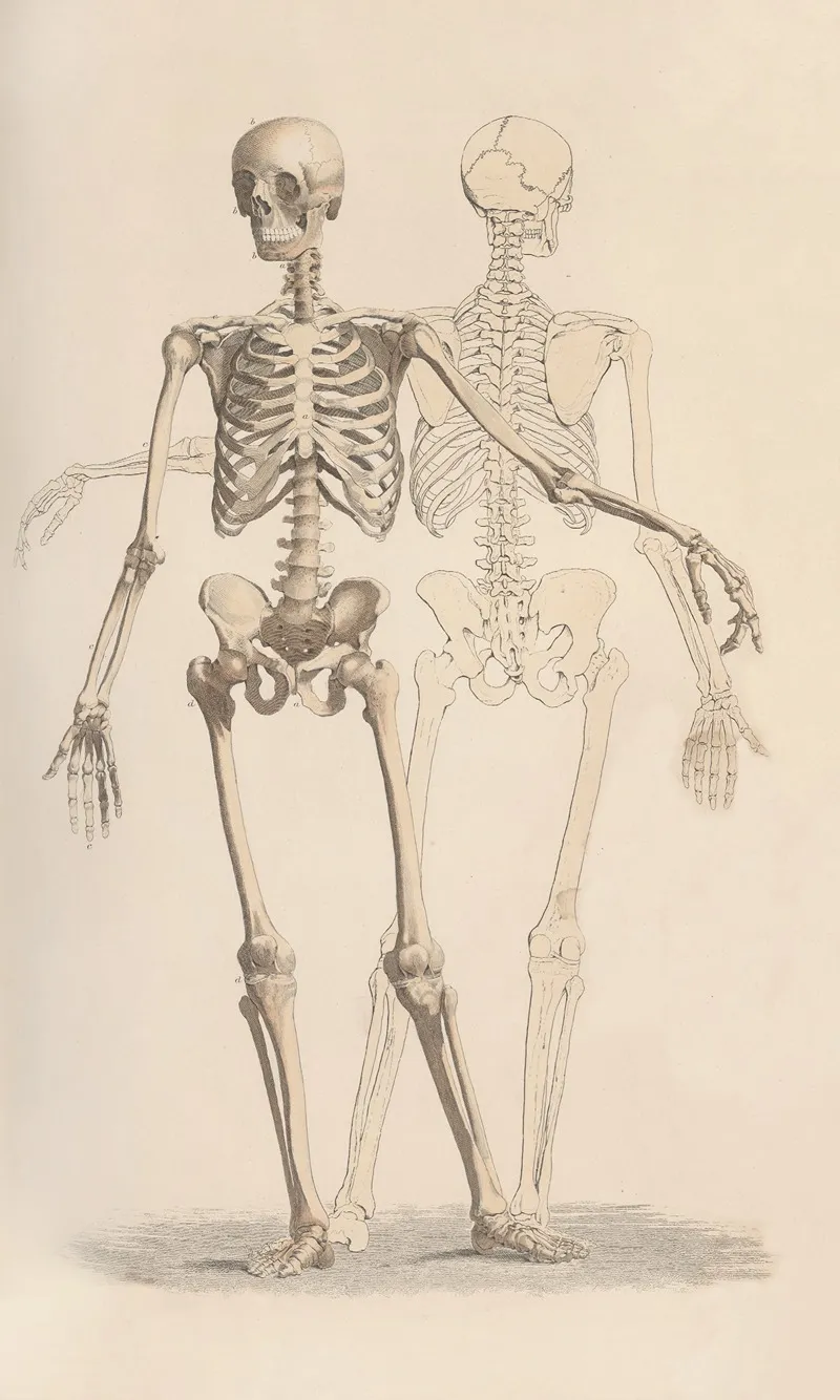 A System Of Anatomical Plates Of The Human Body Pl 001 by John Lizars - Canvas Print