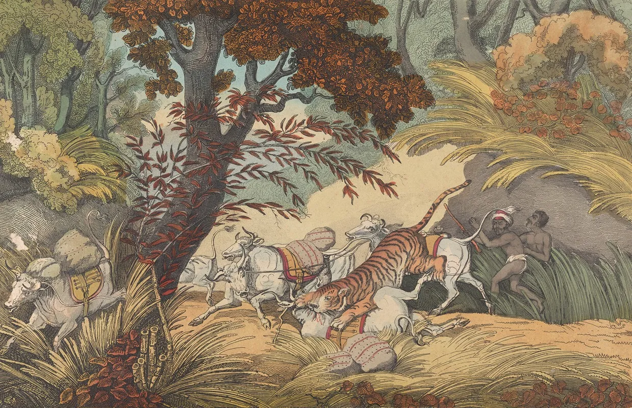 A Tiger Seizing A Bullock In A Pass