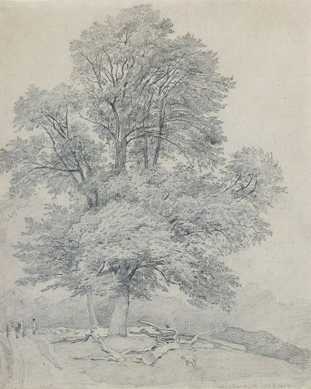 A Wych Elm At Hawley Hampshire