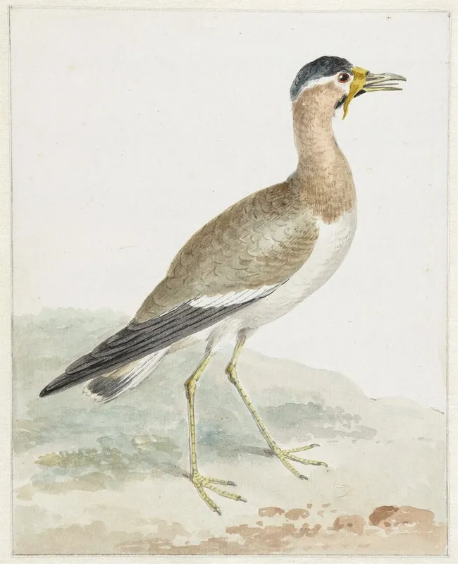 A Yellow Wattled Lapwing