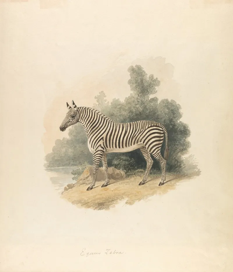 A Zebra