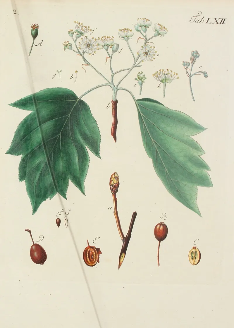 Abbildung Der Wilden Baume Stauden Und Buschgewachse Pl 097