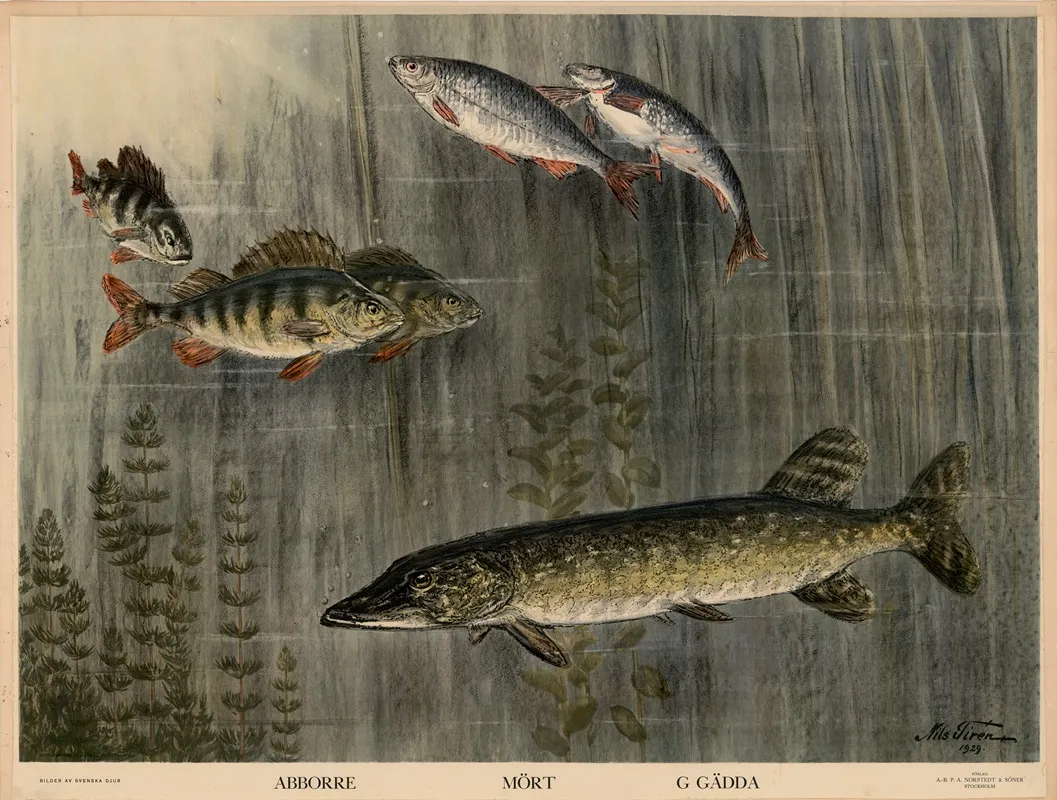 Abborre Mort Gadda 2